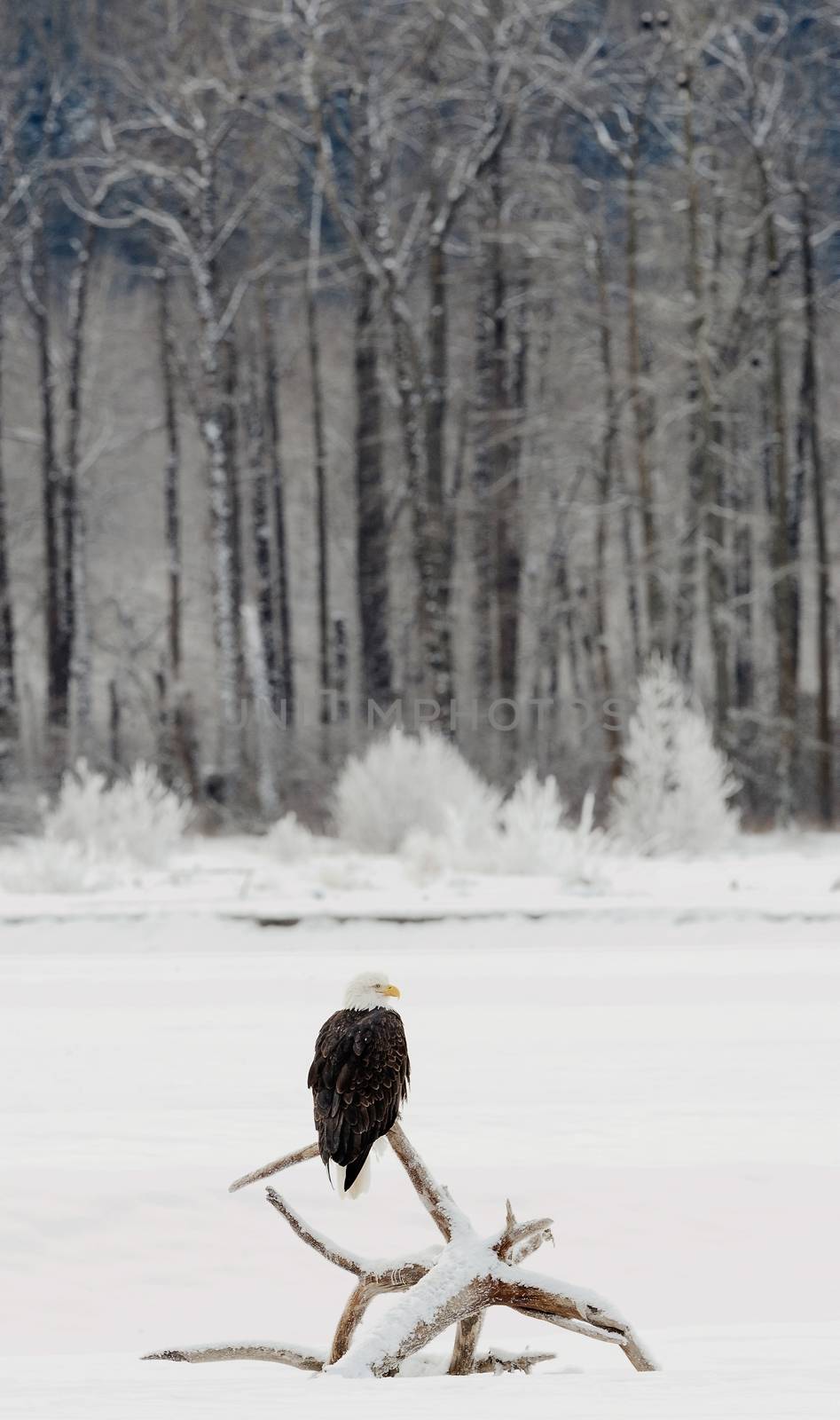 flying bald eagle ( Haliaeetus leucocephalus ). 