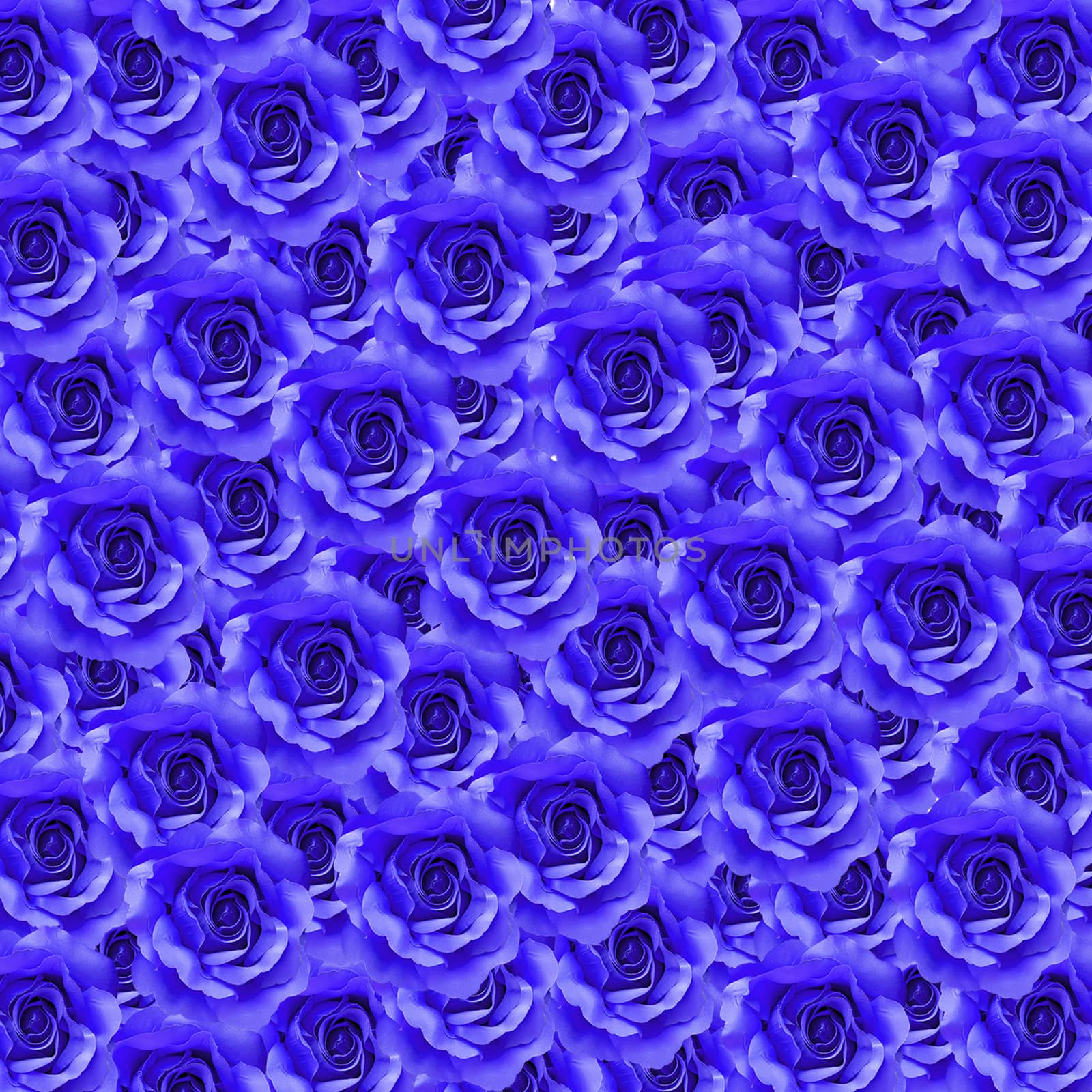 blue rose flower as floral background  