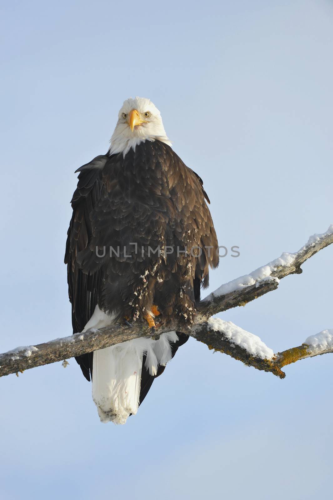 A bald eagle (Haliaeetus leucocephalus) is perched on a dead tree limb overlooking the Chilkat River watching for salmon in the Chilkat Bald Eagle Preserve in Southeast Alaska. Winter. Morning. 