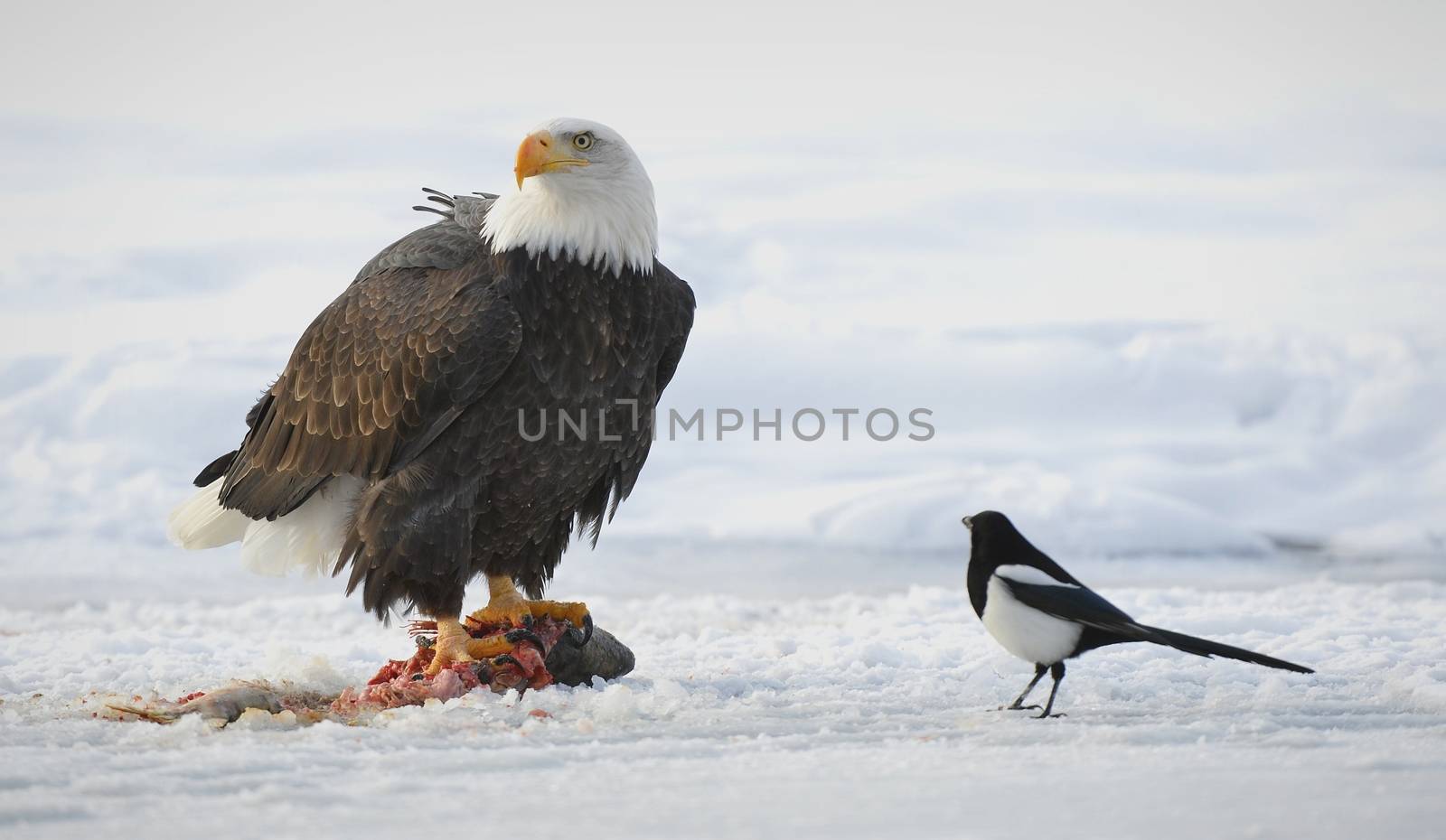 The Bald eagle  ( Haliaeetus leucocephalus ) sits on snow and eats a salmon. Nearby magpie. Alaska