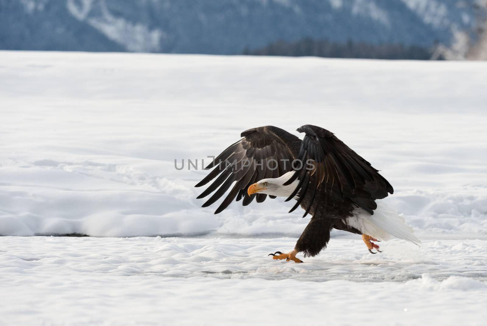The Bald eagle lands on the snow-covered ground, having stretched wings