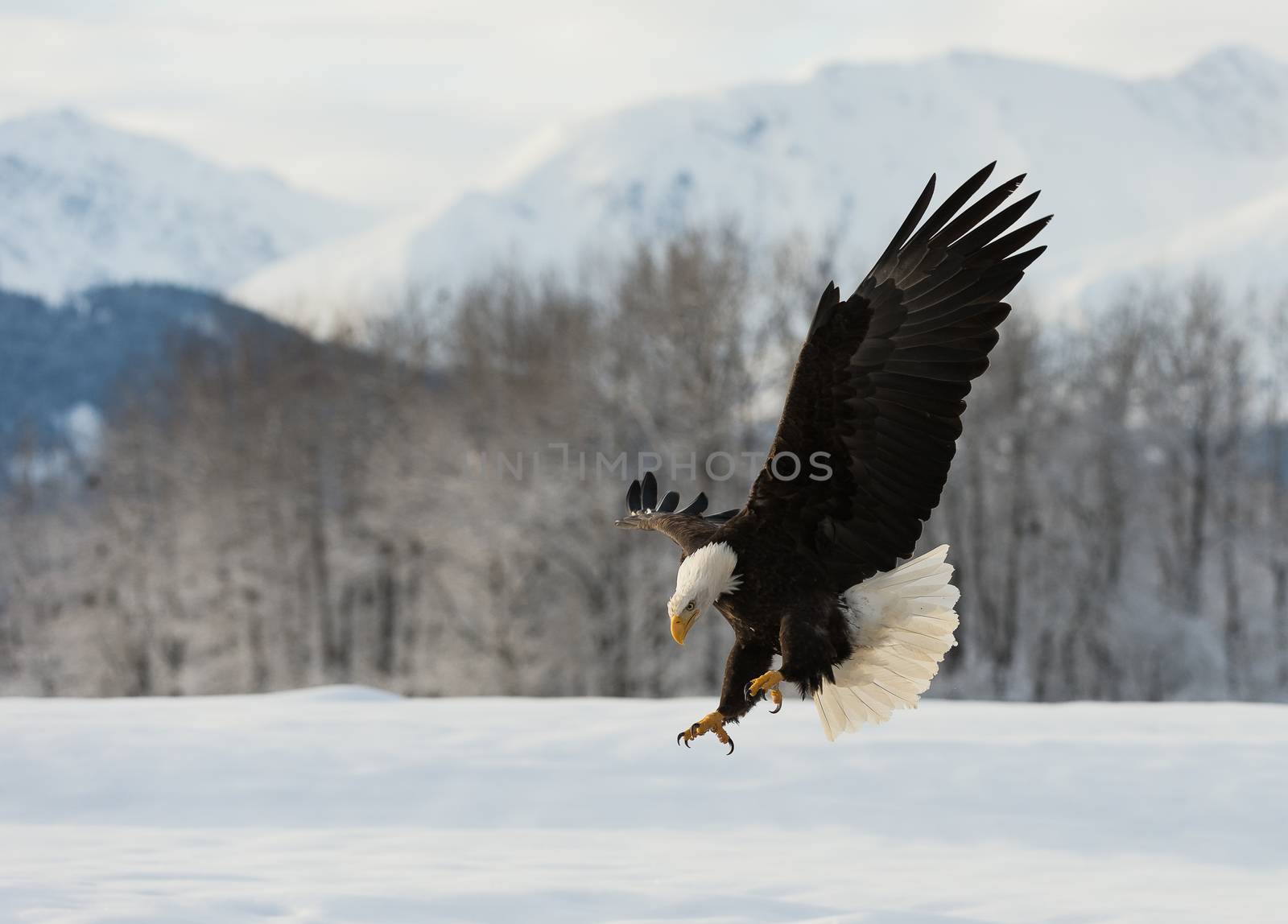 The Bald eagle landed by SURZ