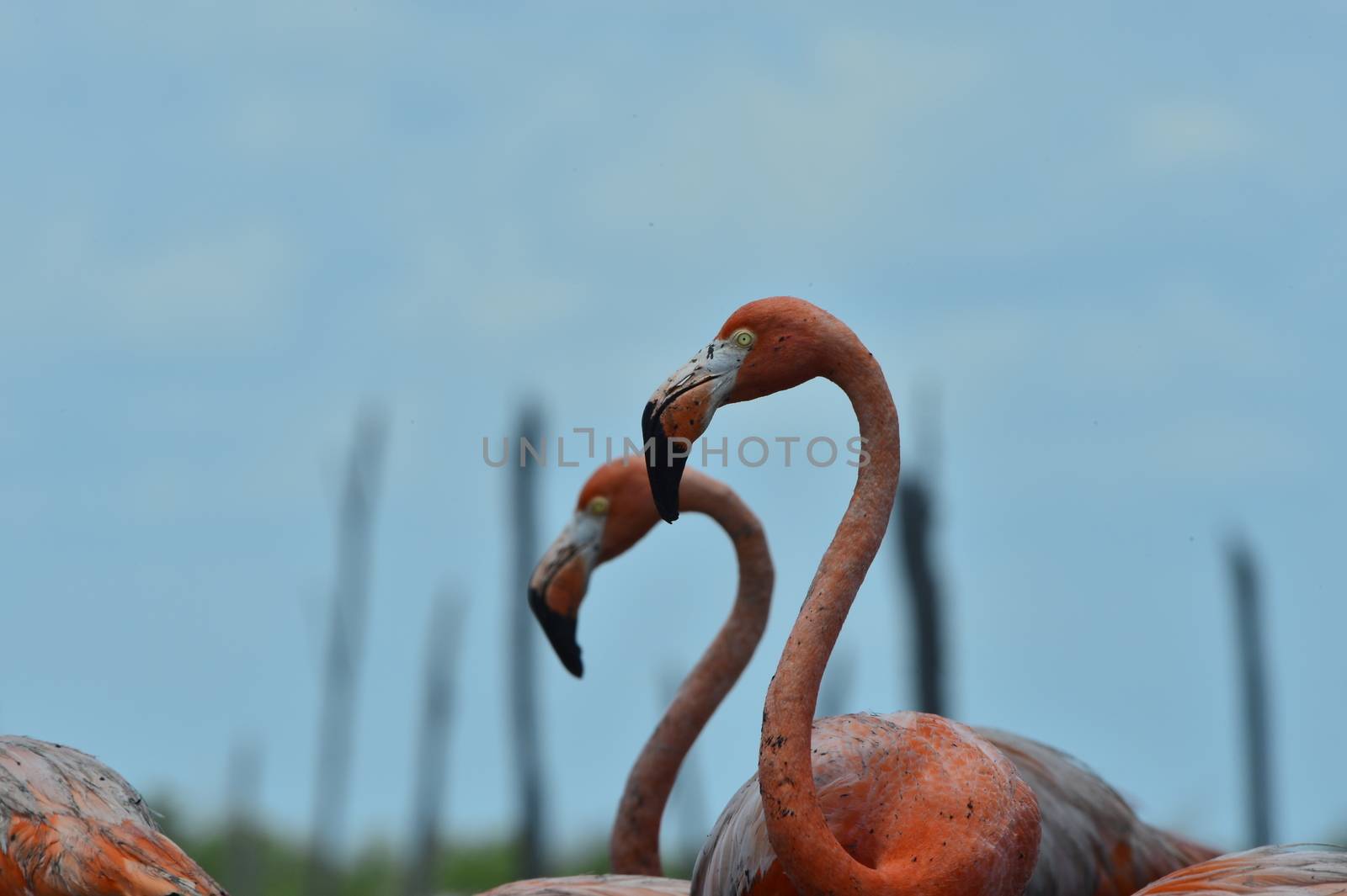 Great Flamingos. Rio Maximo, Camaguey, Cuba. 