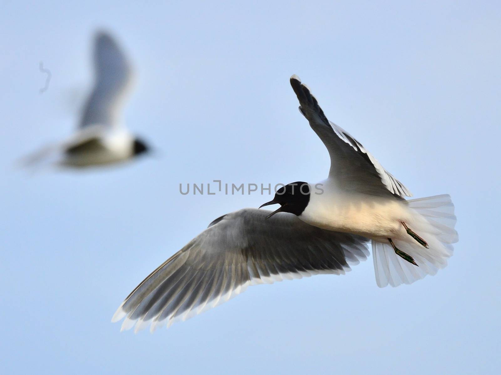  Little Gull (Larus minutus) in flight on the blue sky  background.
