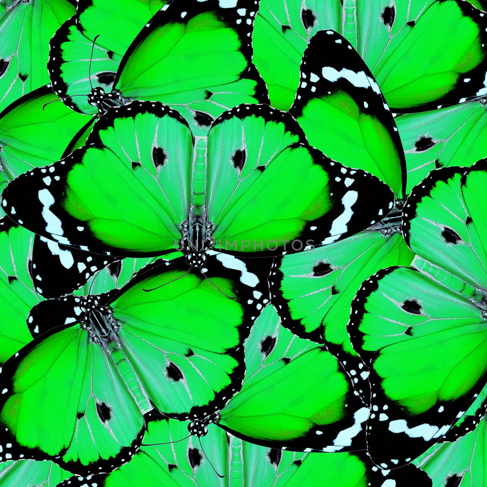 exotic green color butterfly isolated on white background