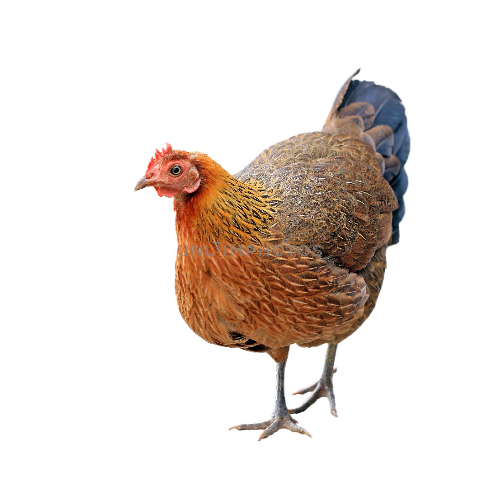 hen isolated on white background