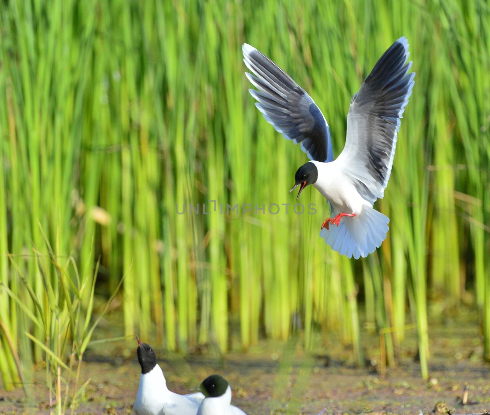 The Little Gull (Larus minutus) in flight by SURZ