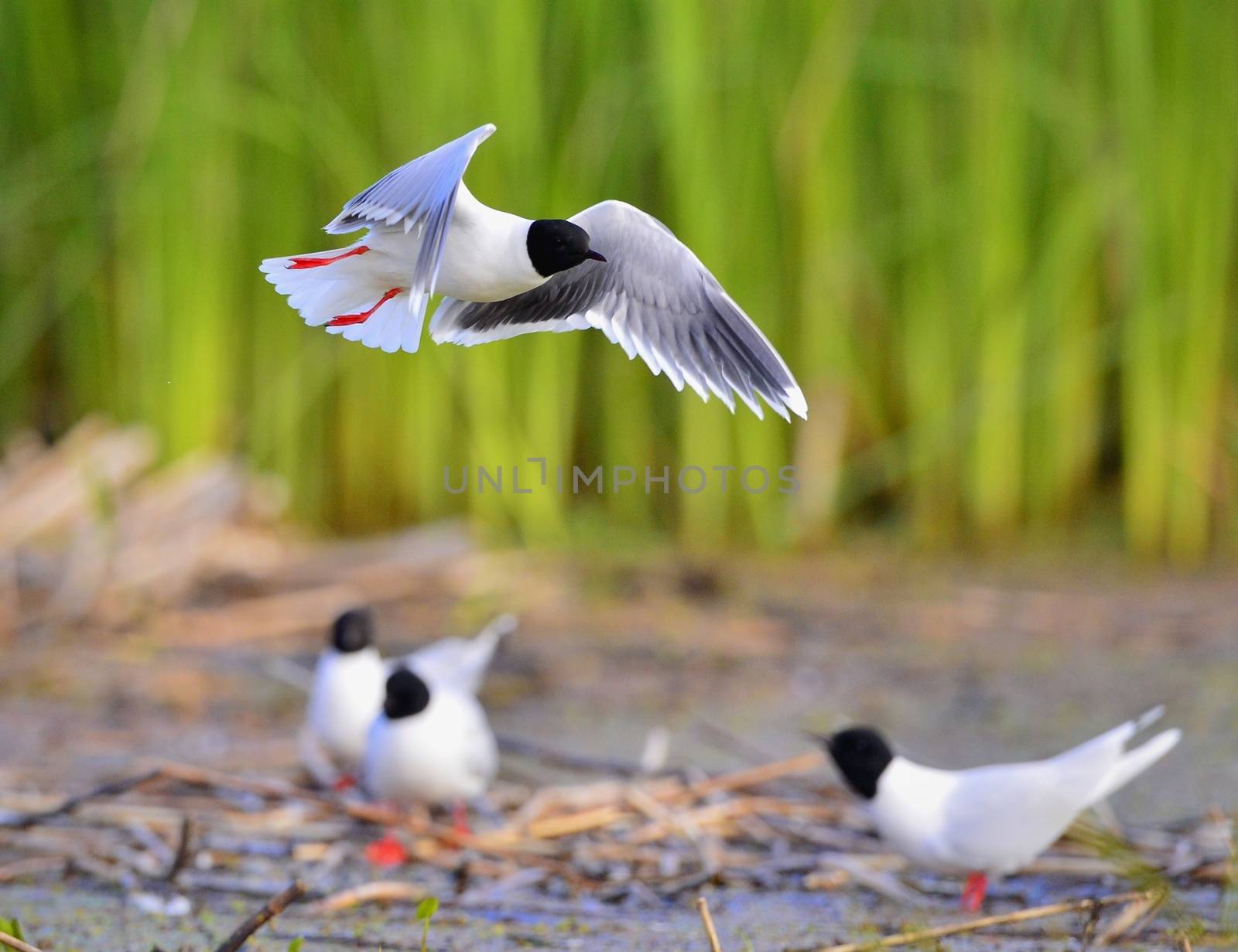 The Little Gull (Larus minutus) in flight. Little Gull, Hydrocoloeus minutus or Larus minutus, is a small gull which breeds in northern Europe and Asia.