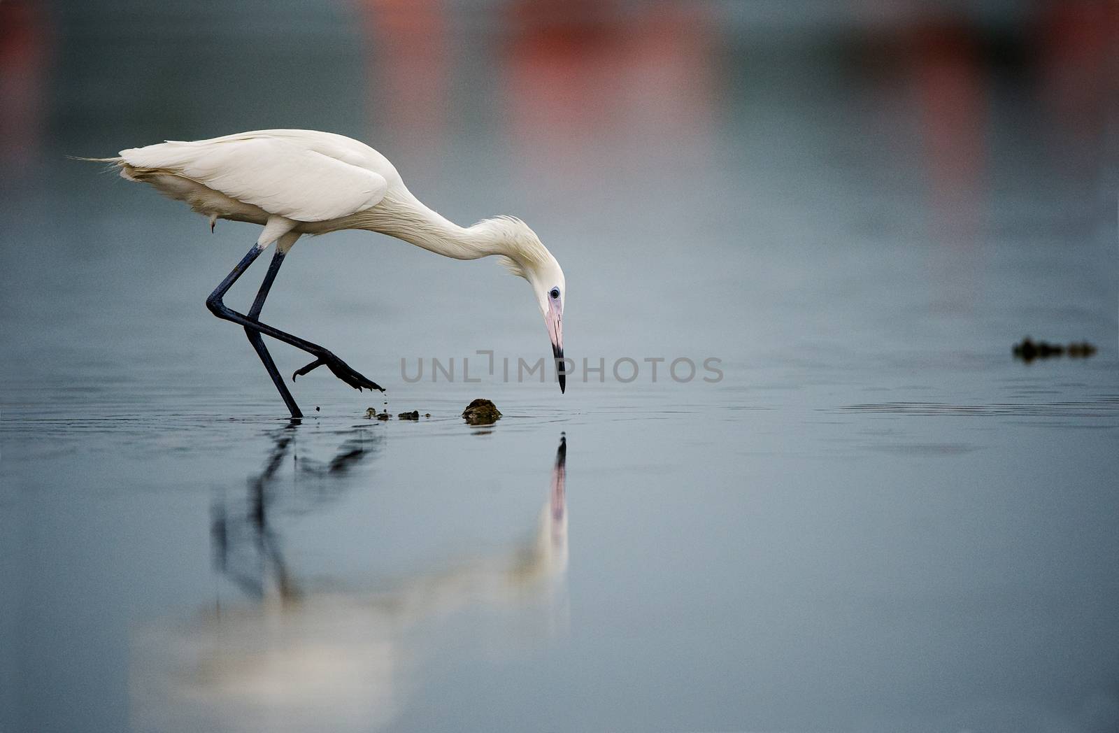 Snowy Egret fishing by SURZ