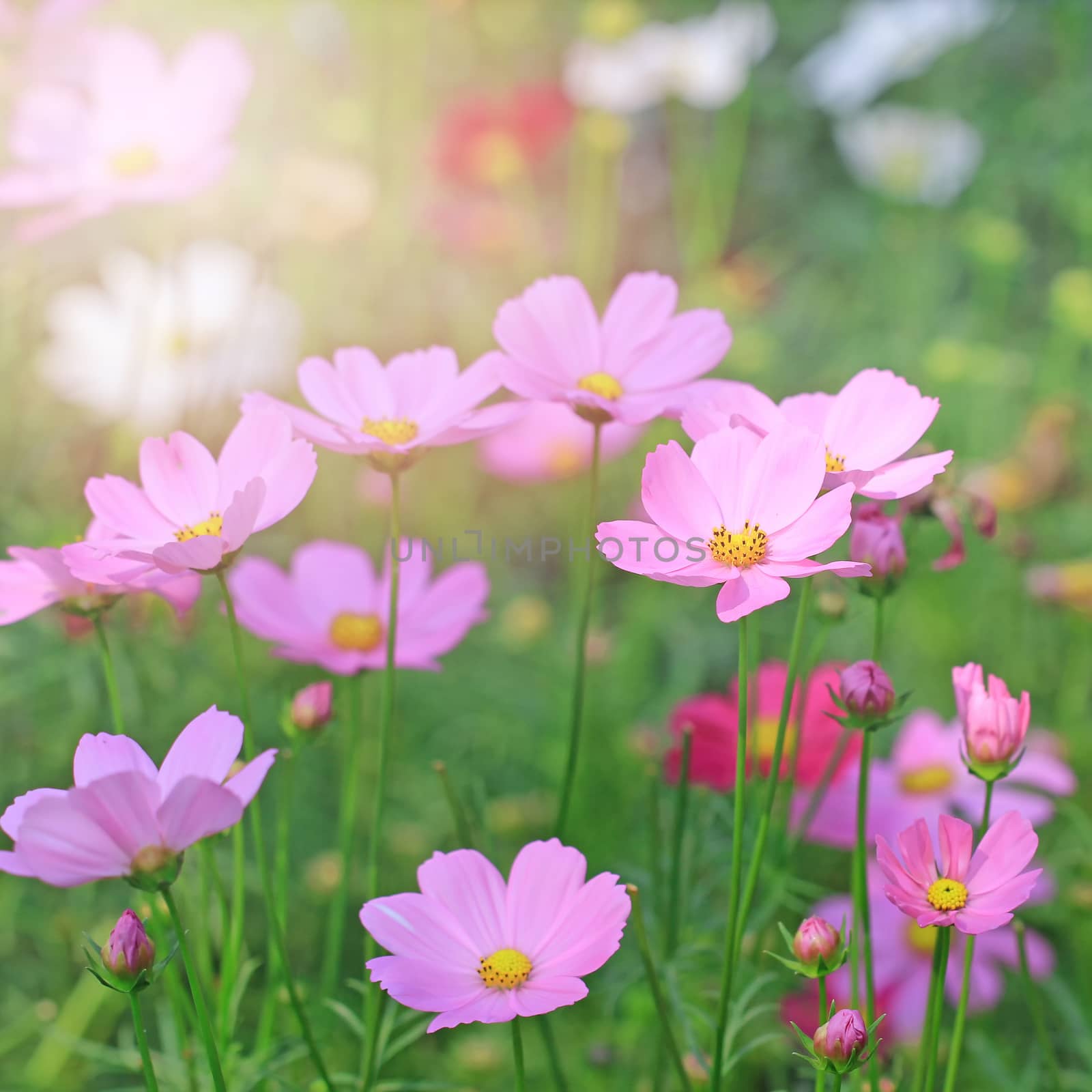 beautiful cosmos flower in the garden with sunlight