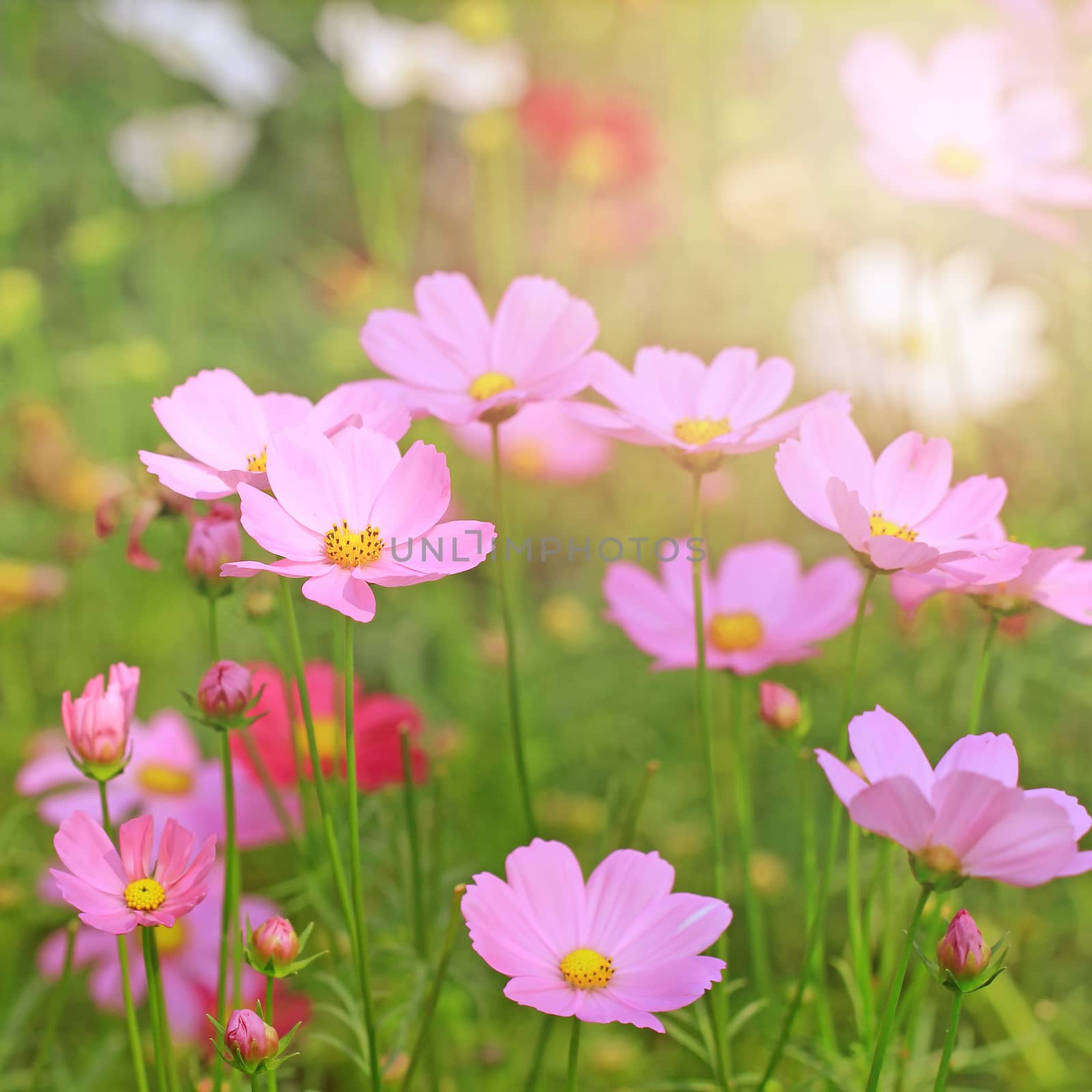 beautiful cosmos flower in the garden with sunlight