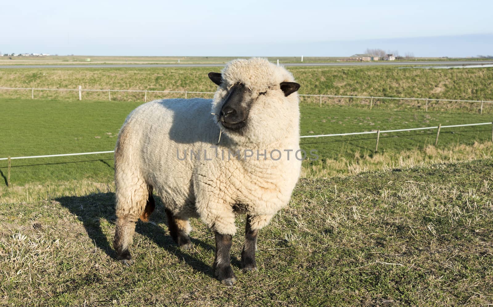 hampshire down sheep in holland by compuinfoto