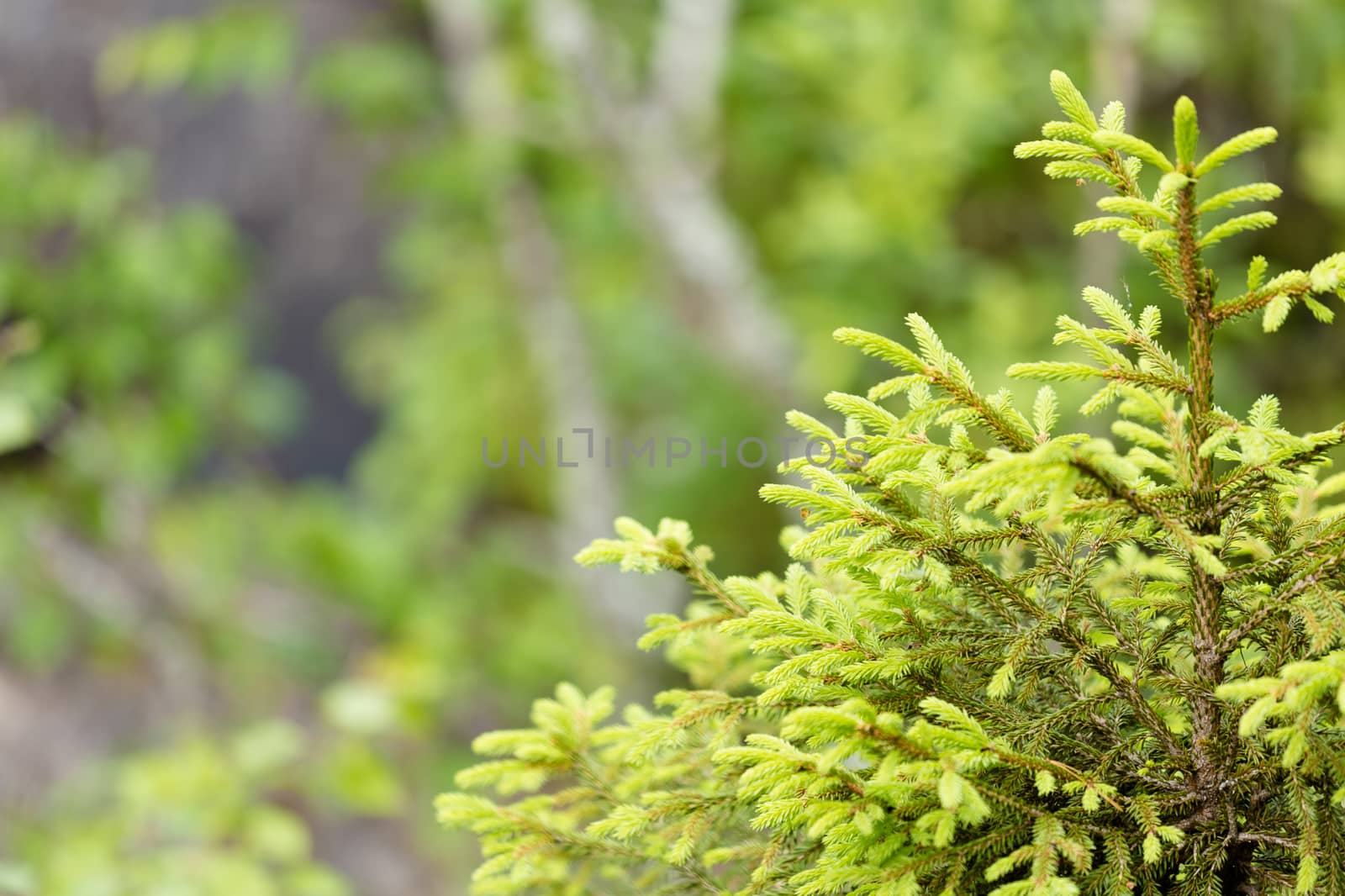 young spruce with fresh shoots in the forest