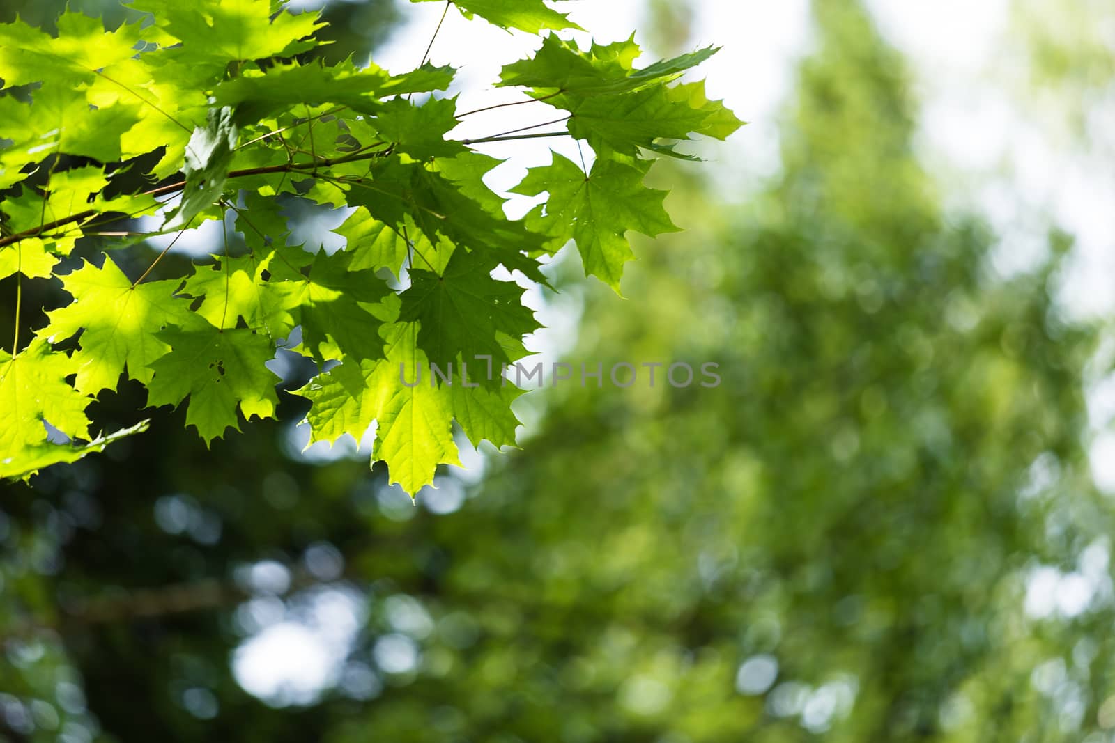 Maple branch on a background of green forest