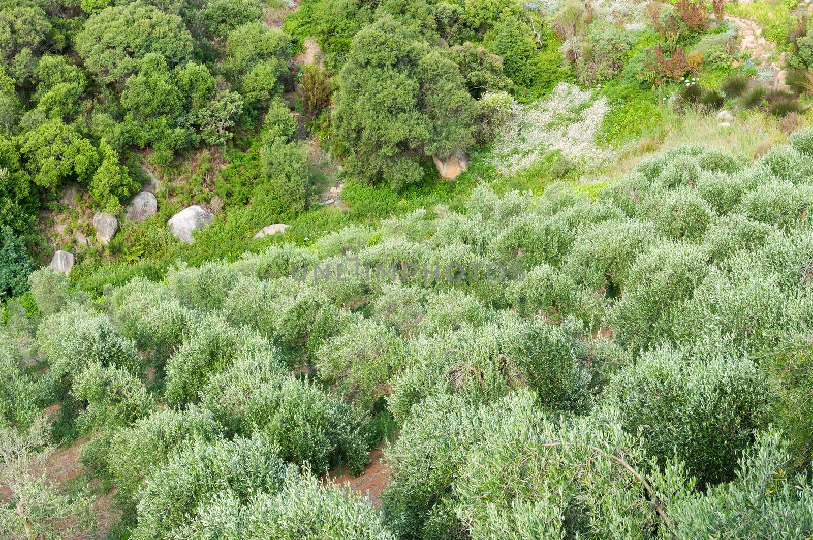 Young olive trees on a farm near Stellenbosch