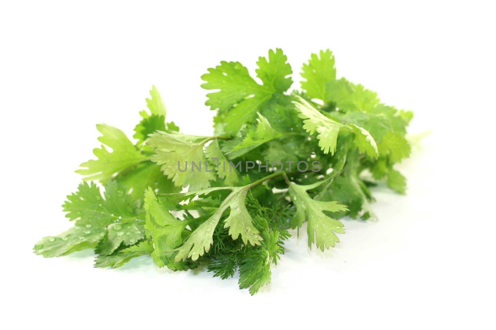 green bunch of coriander on a light background