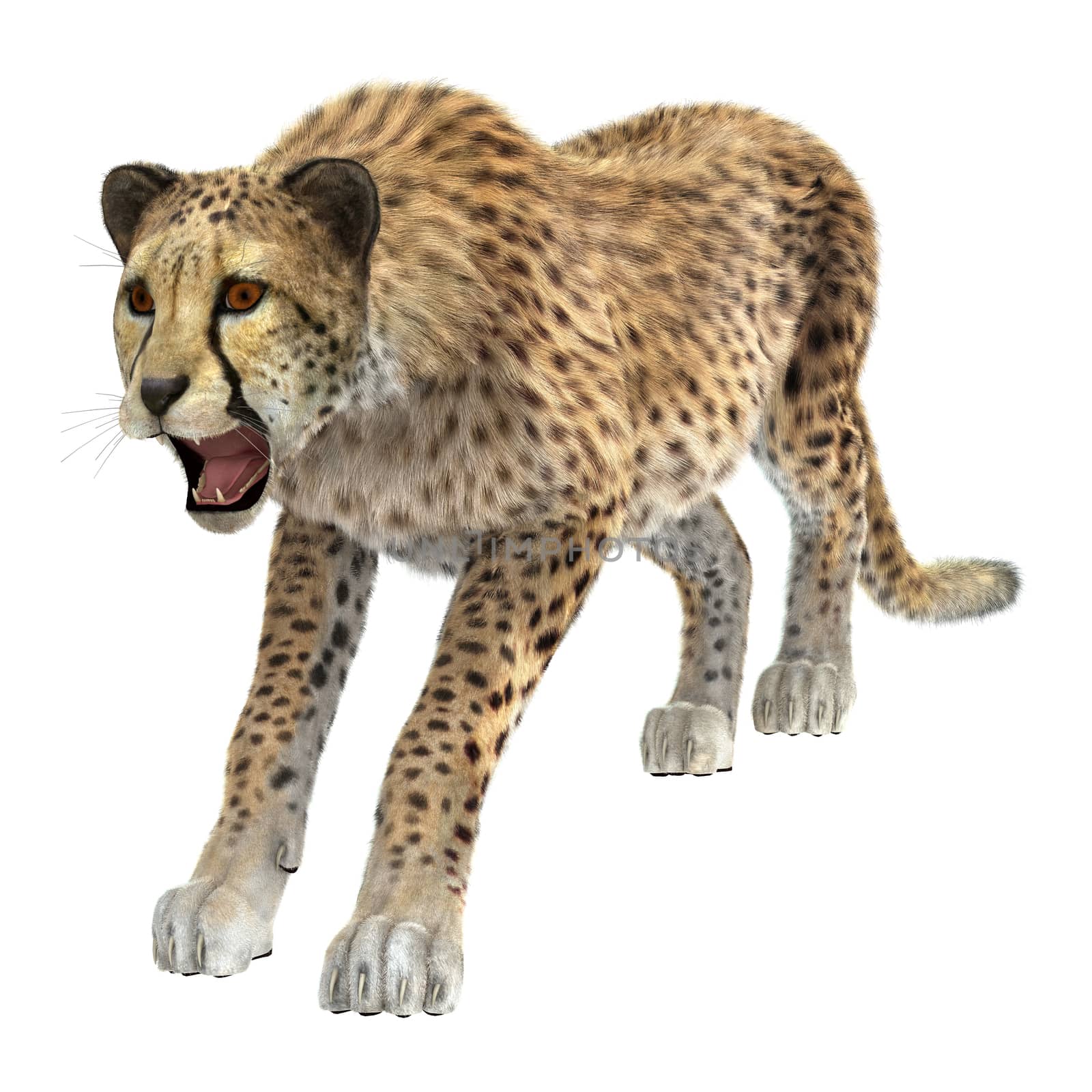 3D digital render of a big cat cheetah isolated on white background