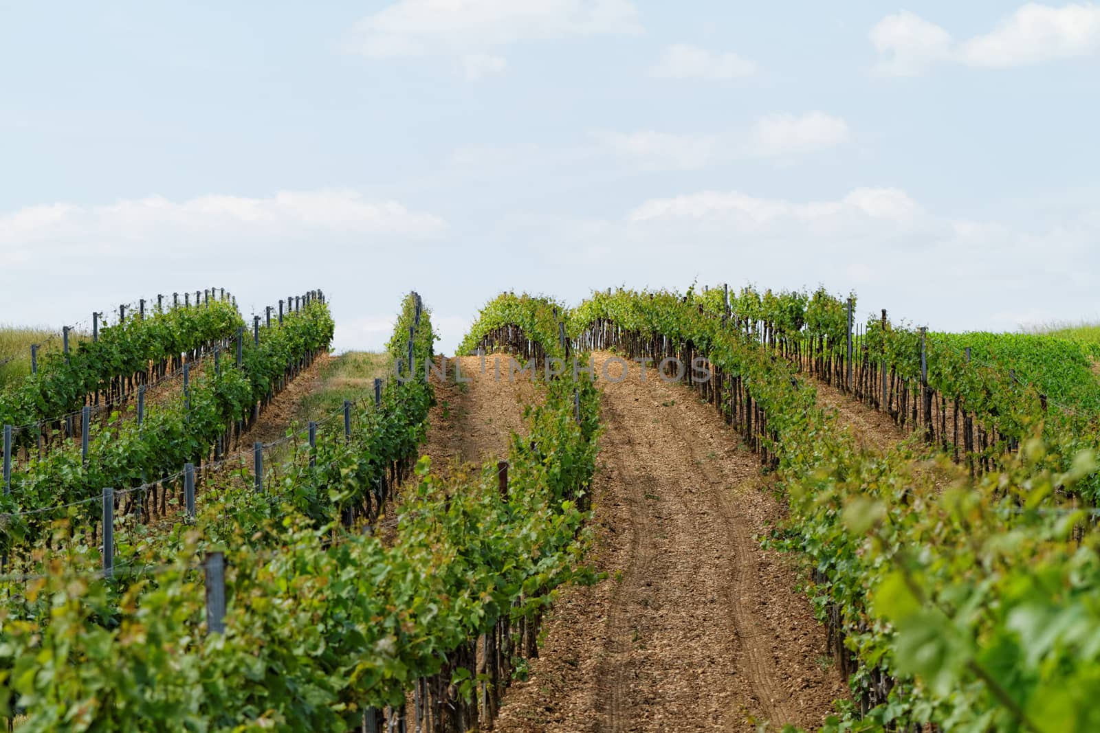 Beautiful landscape in the Tokay grapes - Hungary 