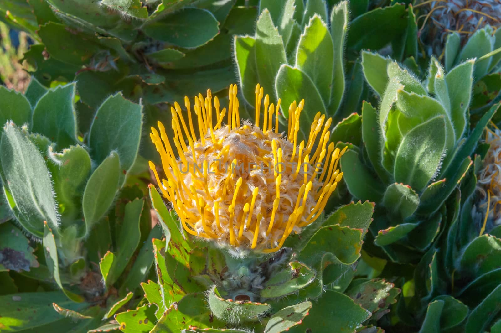 Yellow pincushion protea flower