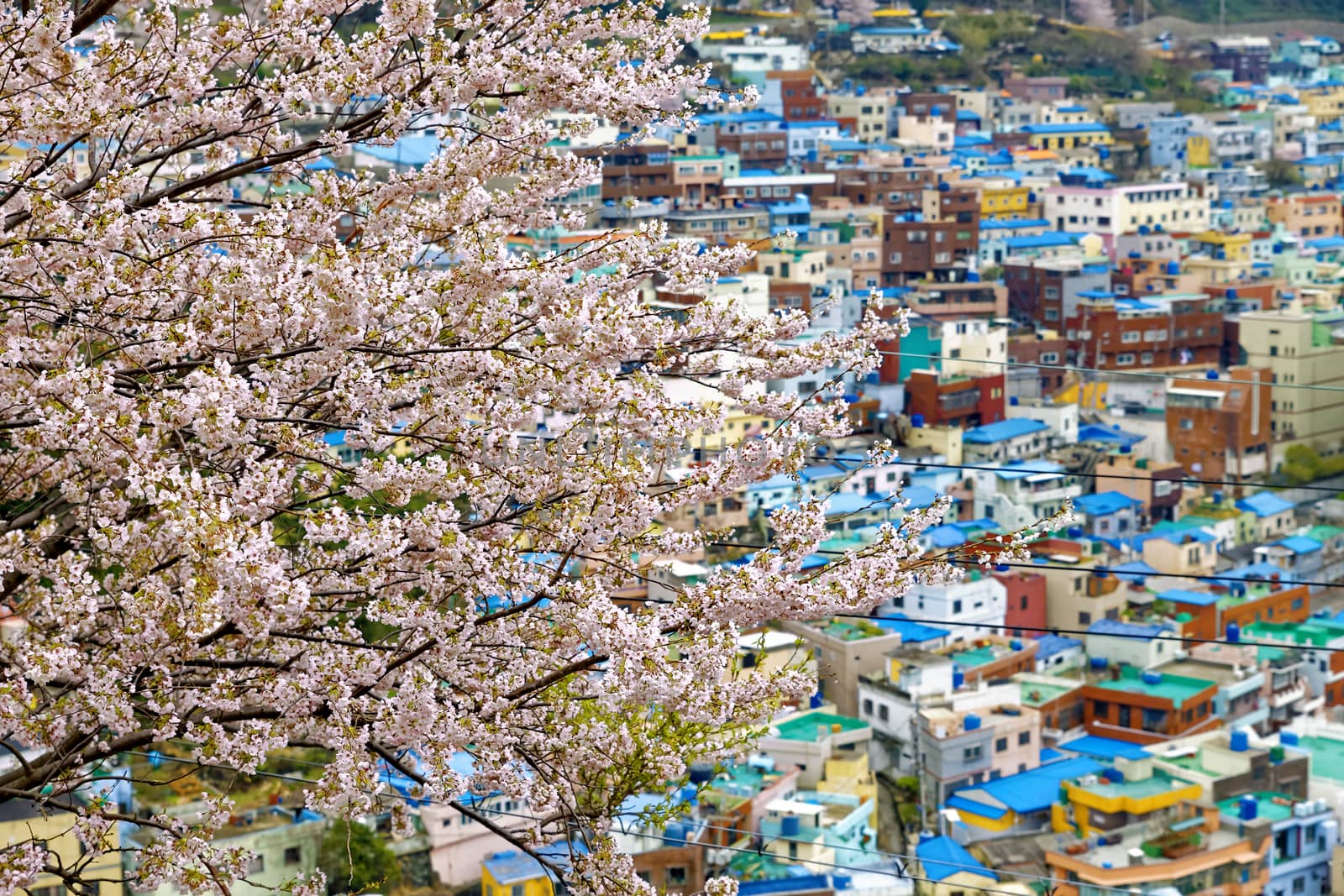 Sakura tree at Gamcheon Culture Village, Busan, South Korea.