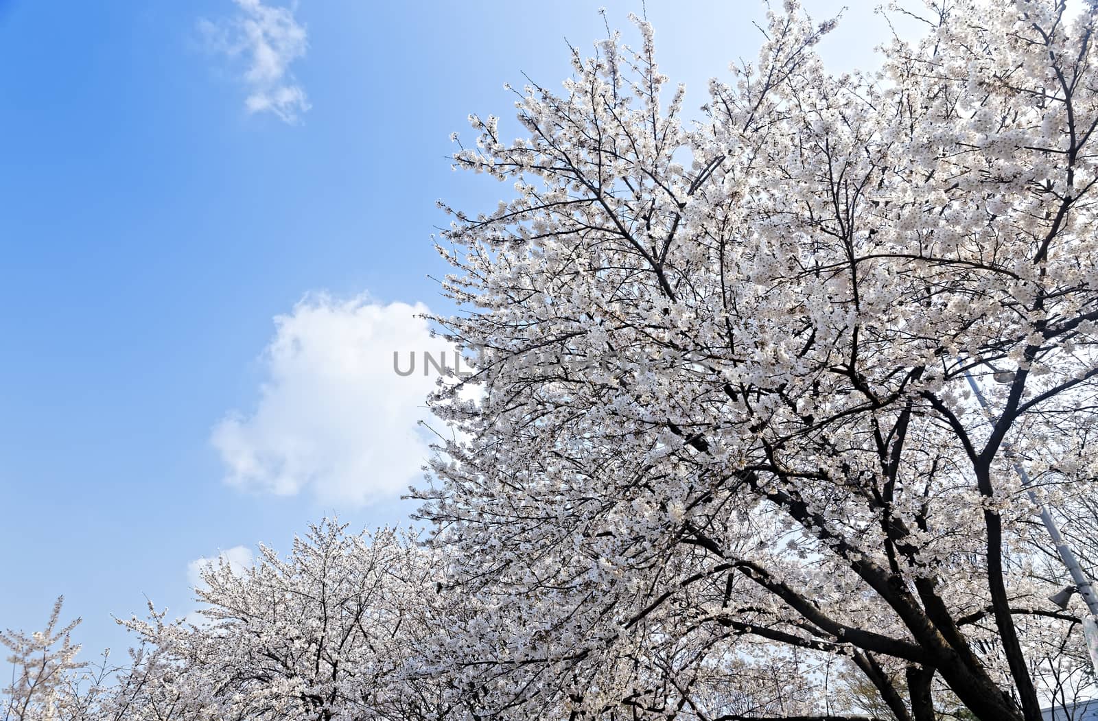 Branches of blooming apple tree with many flowers over blue sky