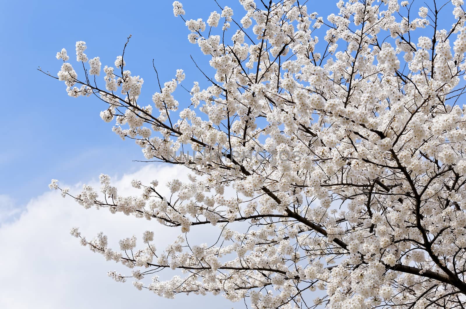 Branches of blooming apple tree with many flowers over blue sky