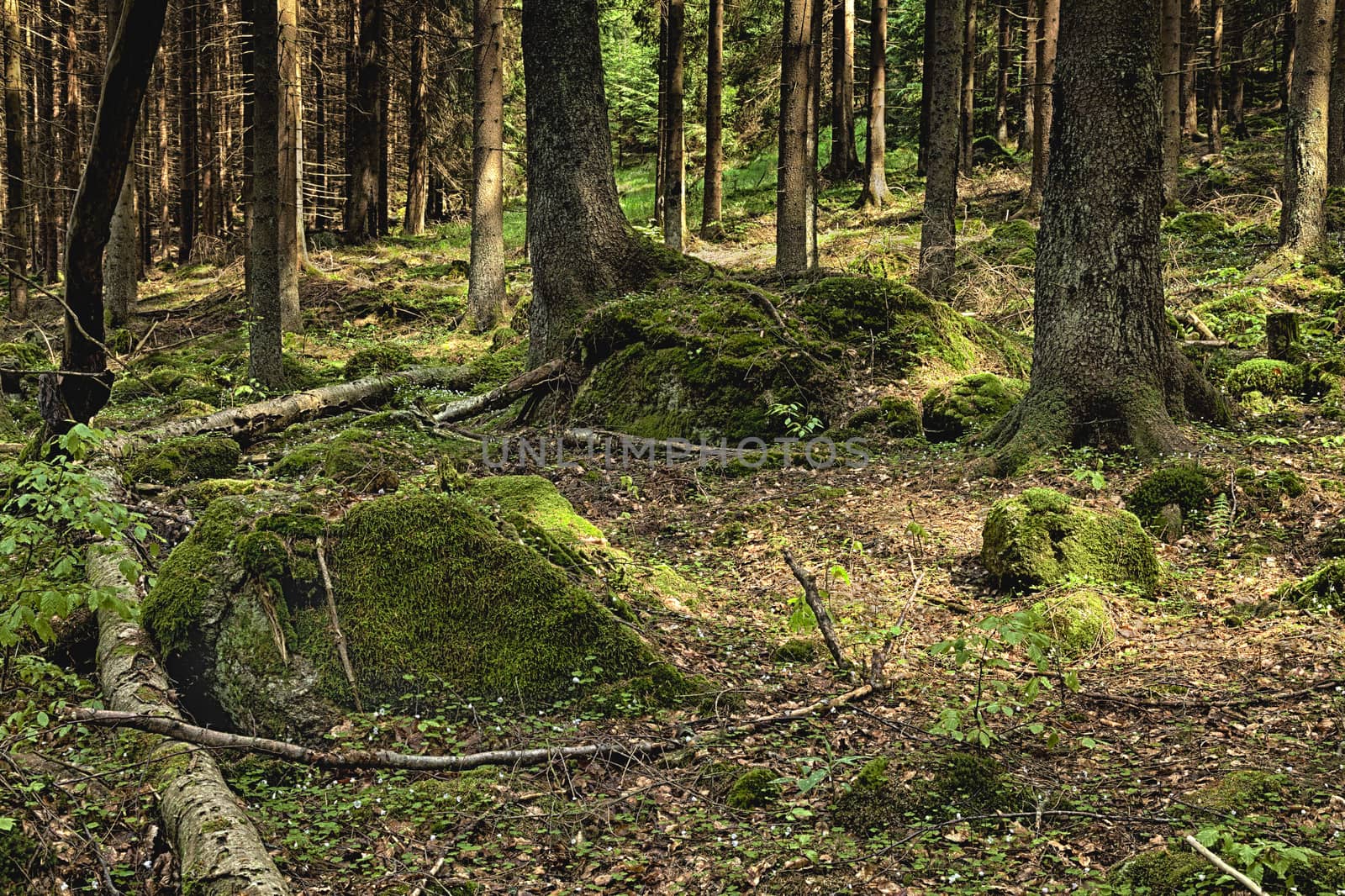 The primeval forest with mossed ground and boulders