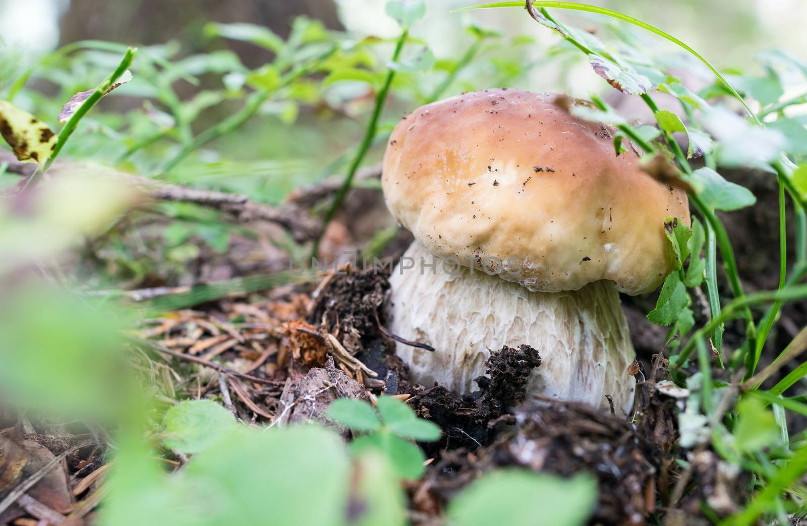 Boletus in the woods, Italy.