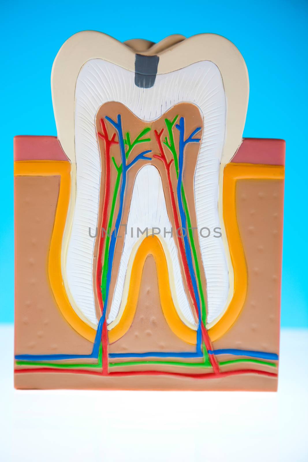 Human tooth structure, bright colorful tone concept