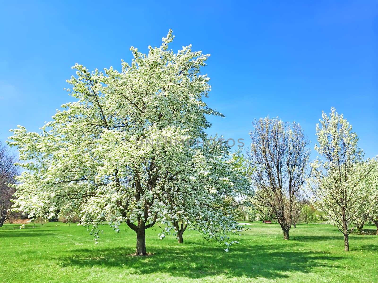 Beautiful blooming tree in spring garden by anikasalsera
