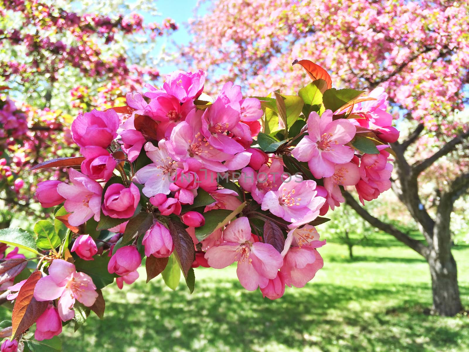 Pink apple tree blossom. Sunny spring garden.