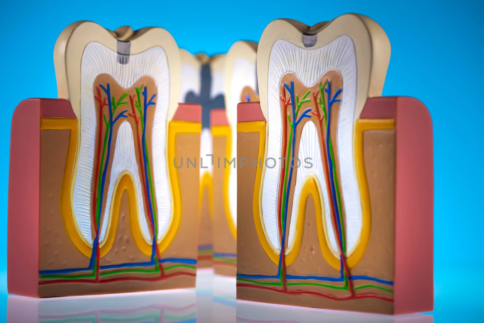 Tooth, bright colorful tone concept