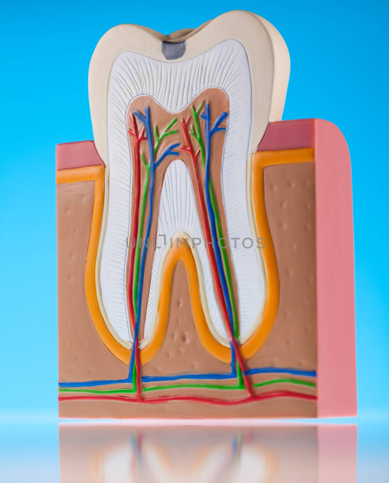 Tooth, bright colorful tone concept