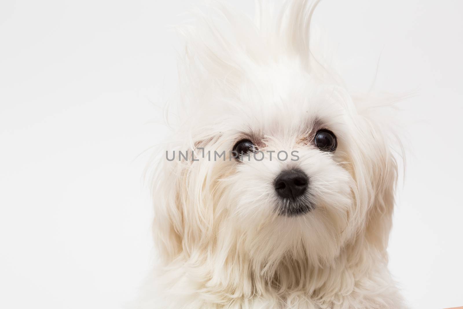The maltese puppy dog on white background