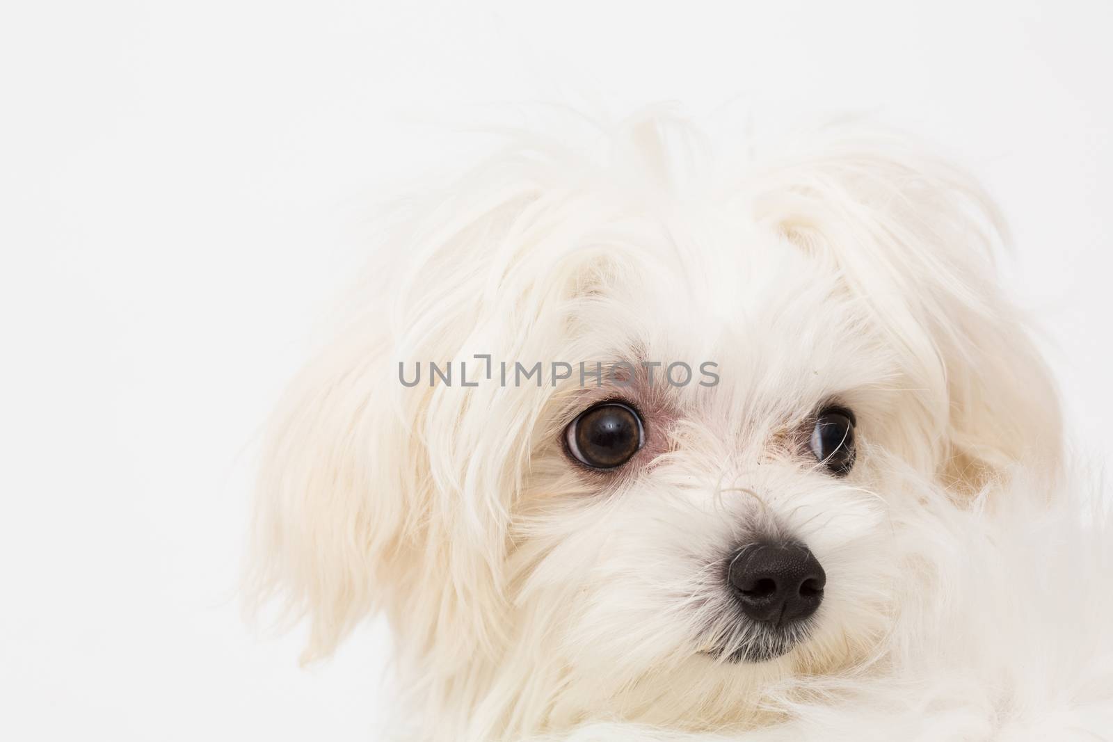 The maltese puppy dog on white background