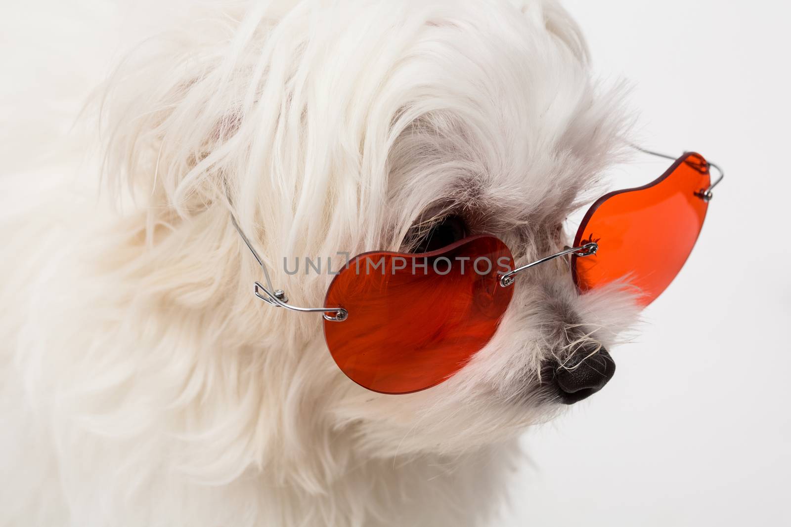 The maltese puppy dog on white background