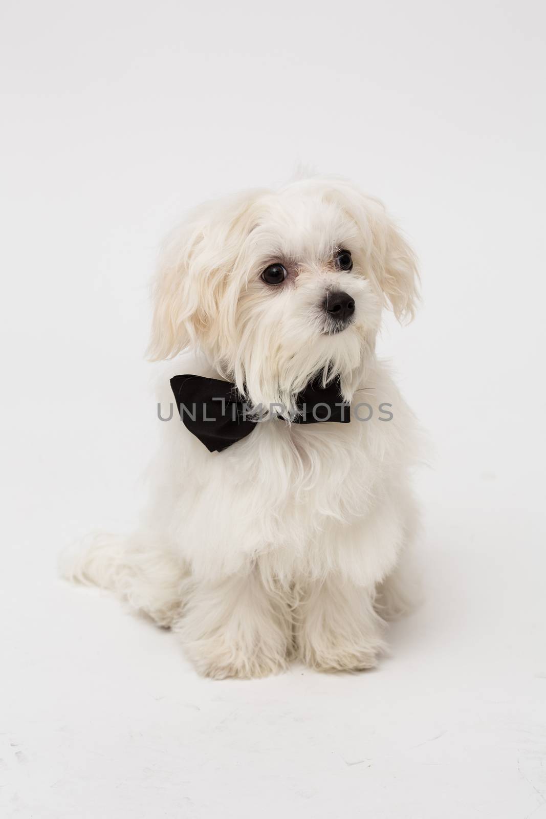 White Maltese dog with black bow and on white background.