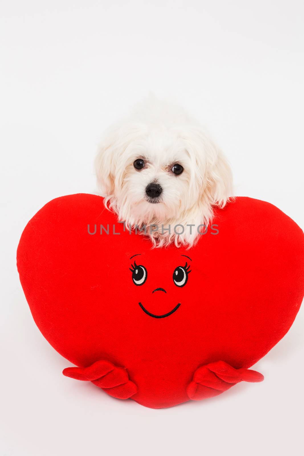 Bichon puppy dog in studio posing with a toy heart