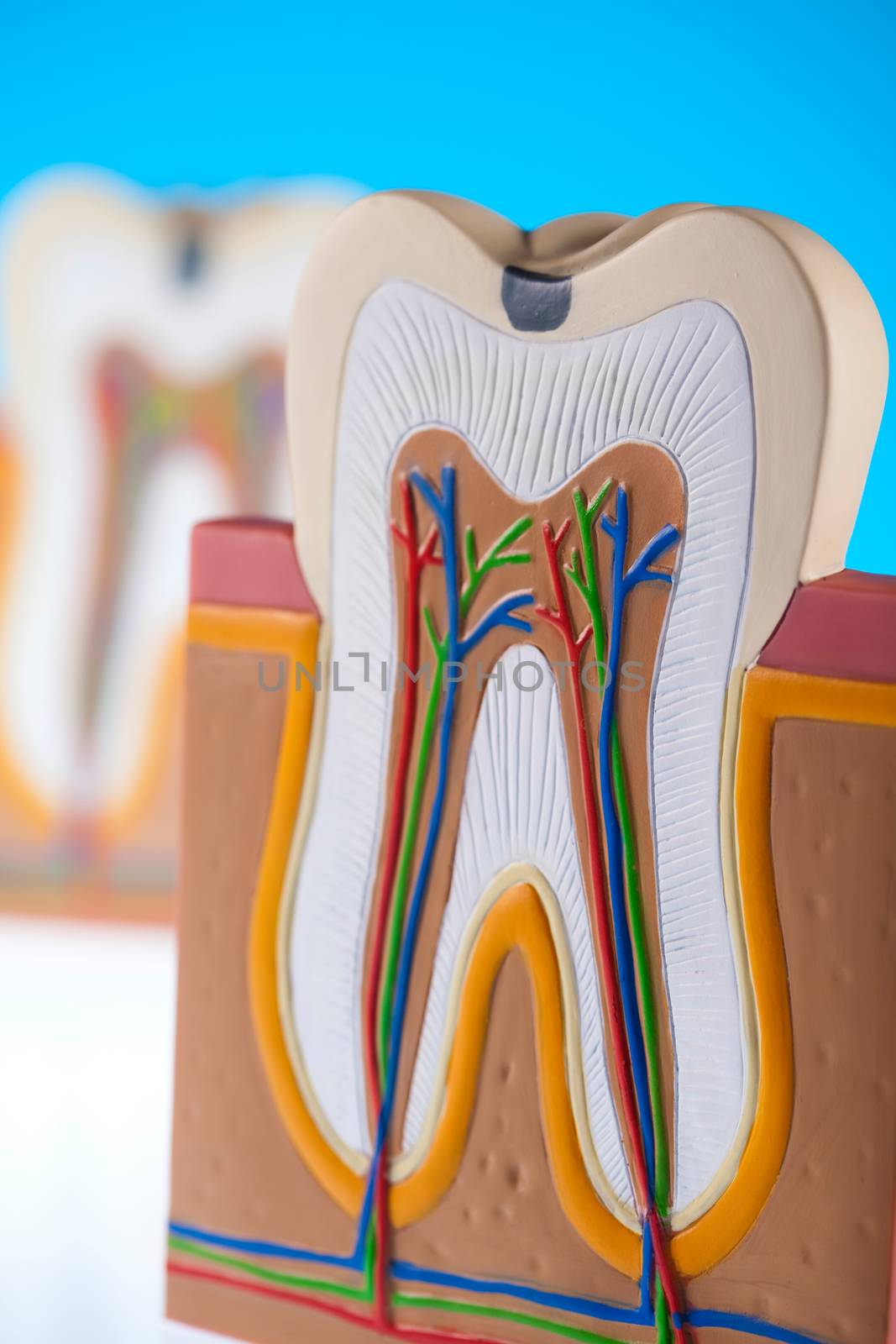 Anatomy of the tooth, bright colorful tone concept