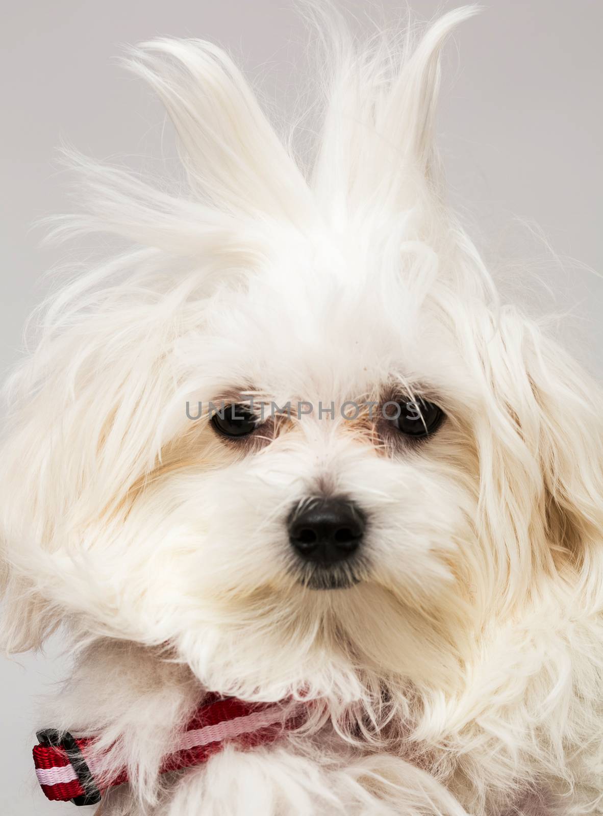 The maltese puppy dog on white background