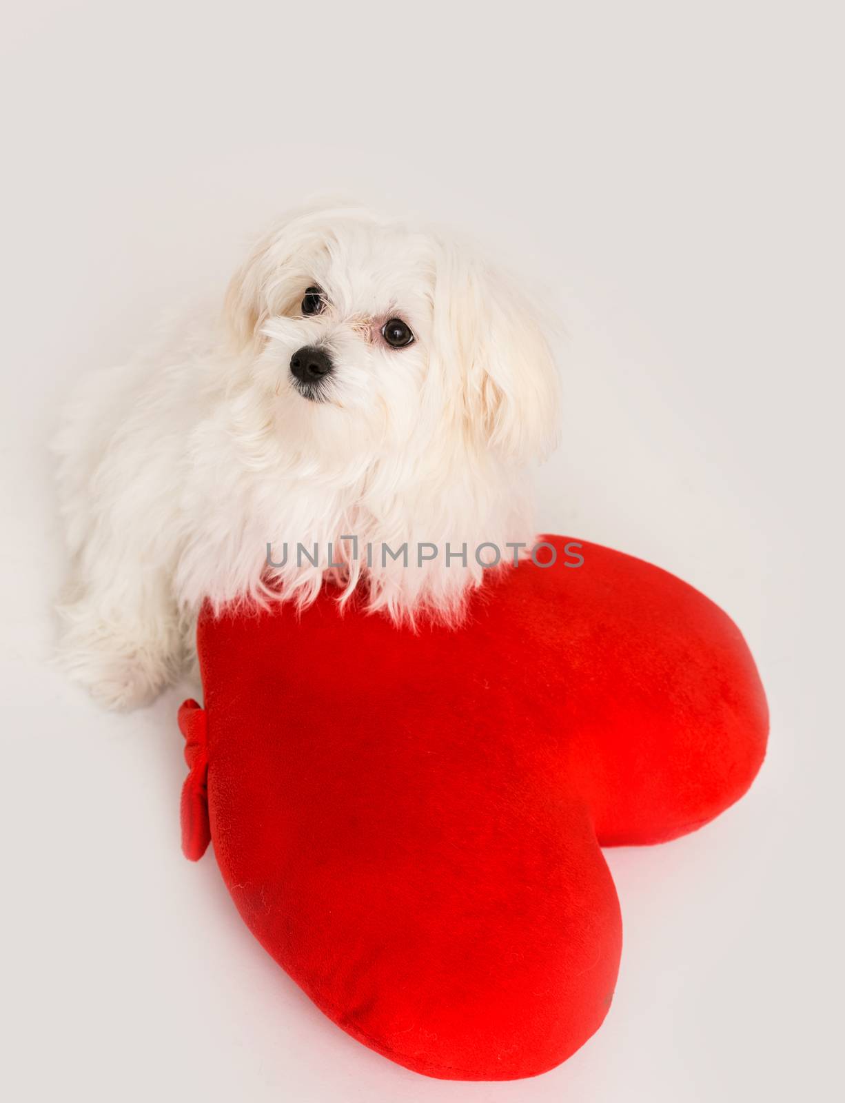 Bichon puppy dog in studio posing with a toy heart