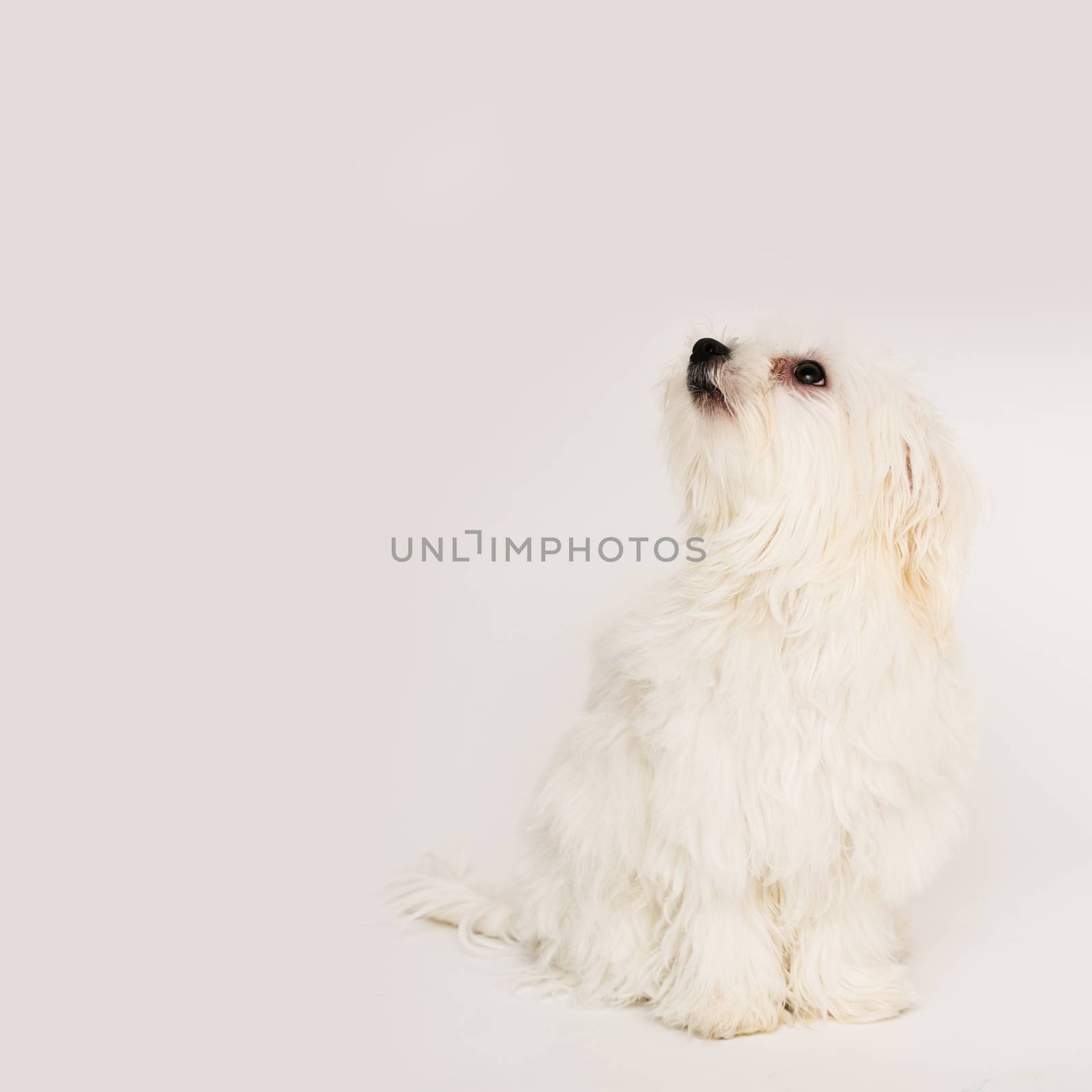 Maltese puppy by sarymsakov