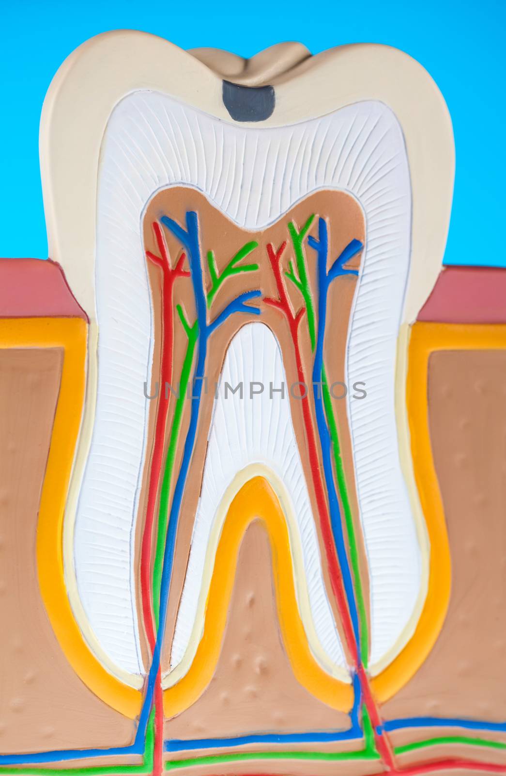 Tooth anatomy, bright colorful tone concept