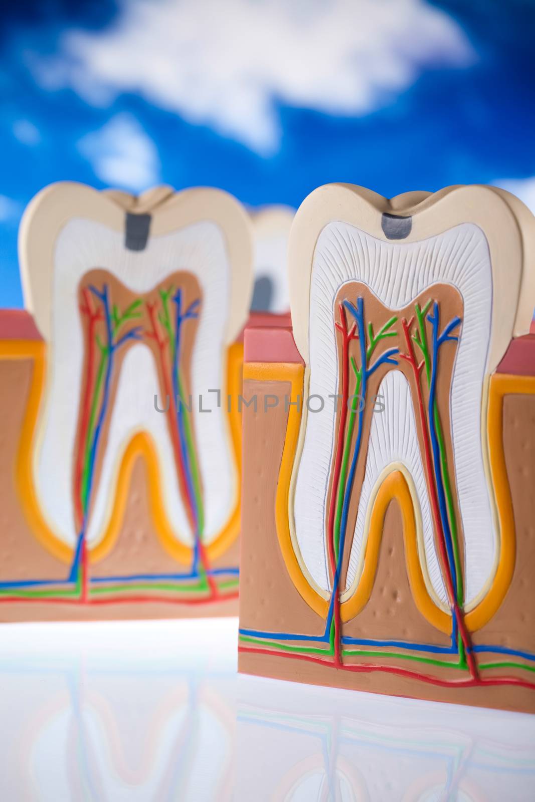 Tooth anatomy, bright colorful tone concept