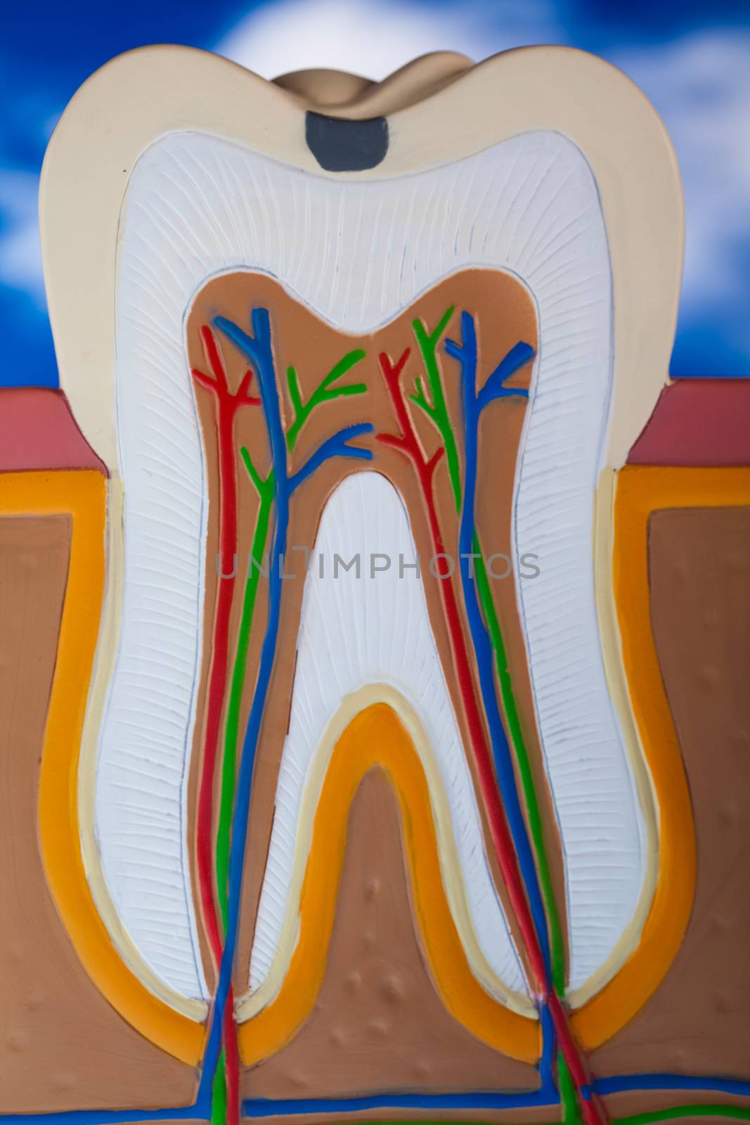 Teeth, bright colorful tone concept