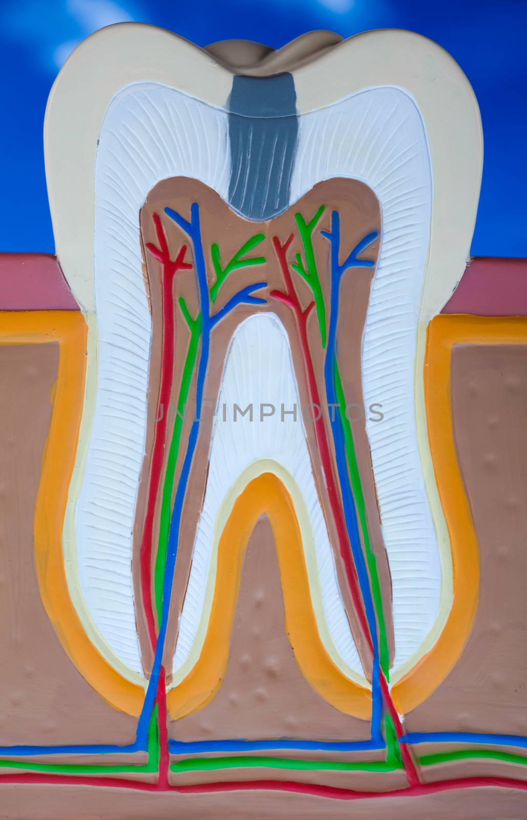 Teeth, bright colorful tone concept