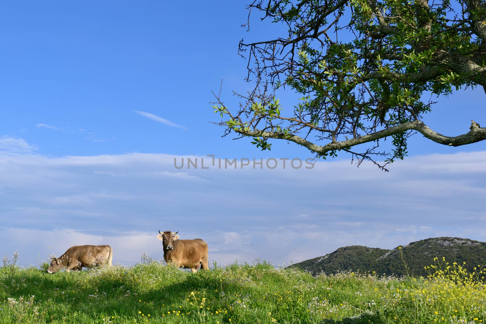 Mountain cows grazing in green meadow full of grass in the spring.