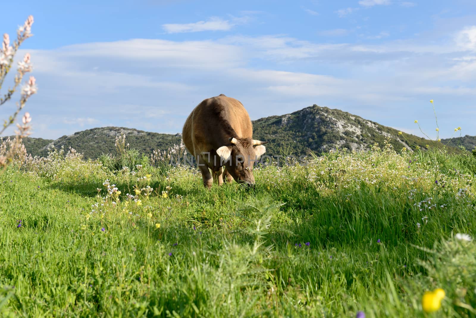 Mountain cow grazing in green meadow full of grass in the spring.