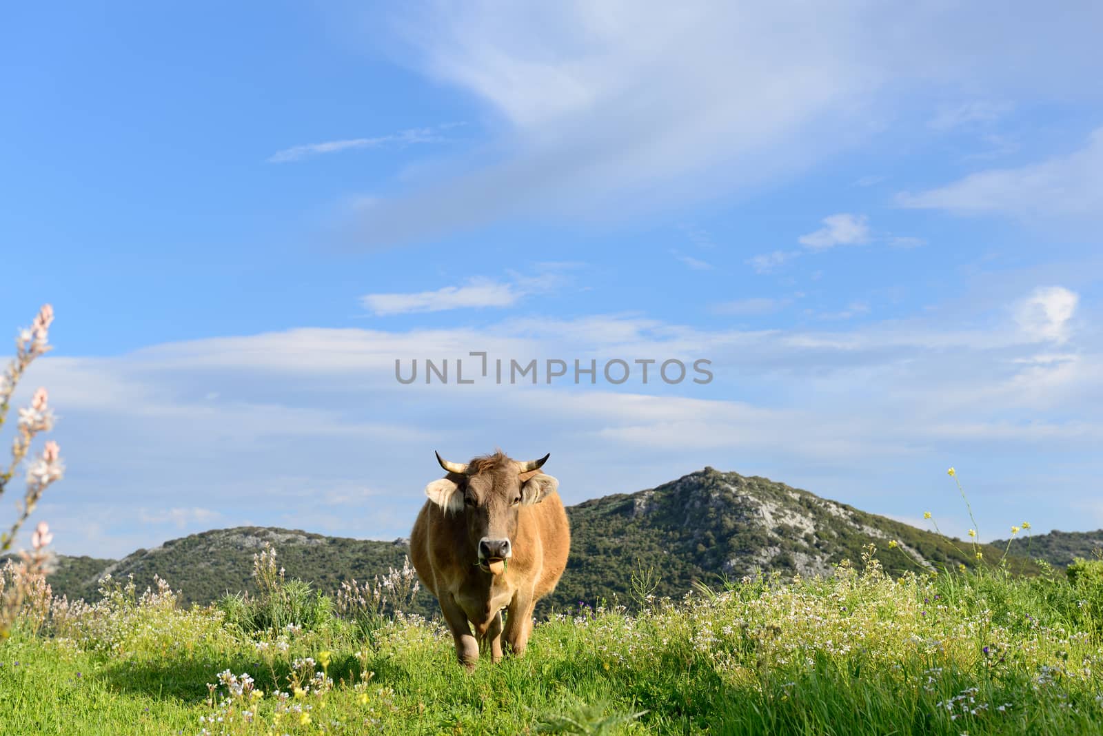 Mountain cow grazing in green meadow full of grass in the spring.
