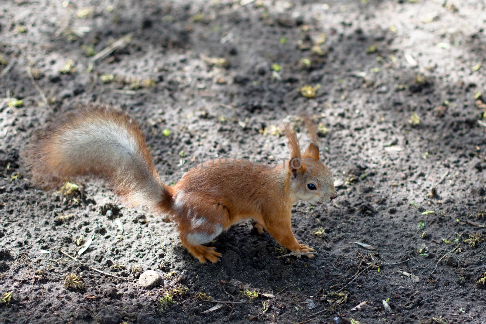 Small red squirrel on a grey ground
